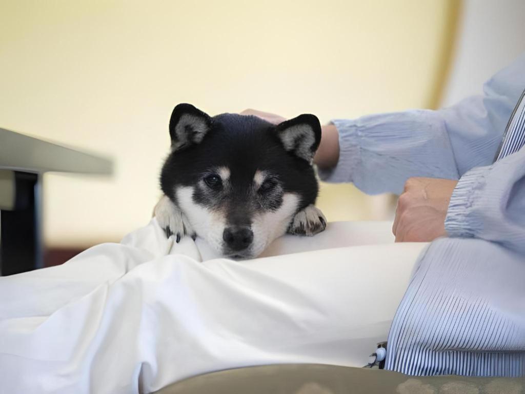 Izumigo Lake Hamanako Dog Paradise Hotel 하마마츠 외부 사진